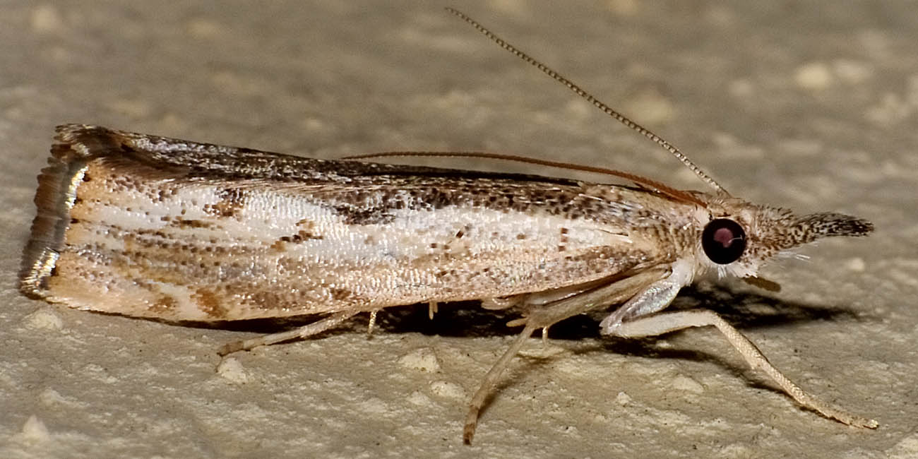 Altra Agriphila da id - Agriphila tolli